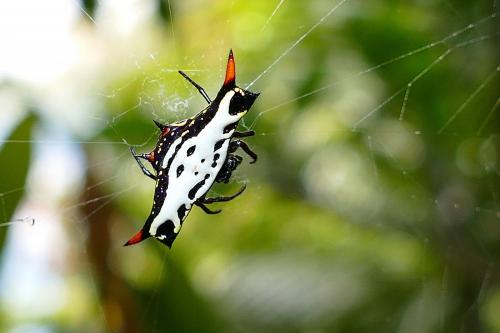 Réf. 218 880 : Gasteracantha rubrospinis
